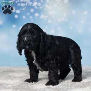 Rudolph, Cocker Spaniel Puppy